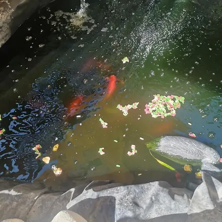 게스트하우스 Casa Razvan 4*